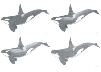 Los cuatro ecotipos de orcas antárticas descritos hasta la fecha, cuyos detalles se comentan en el texto del artículo (dibujos: Carmen M. Arija).