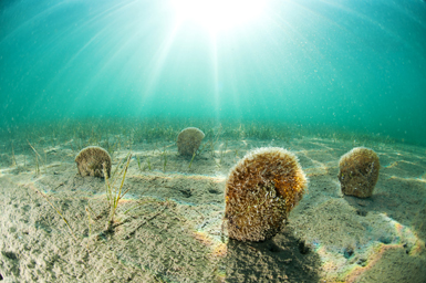 Grupo de nacras (Pinna nobilis) sobre un fondo blando del Mar Menor (Murcia), sin cobertura vegetal (foto: F. Javier Murcia).