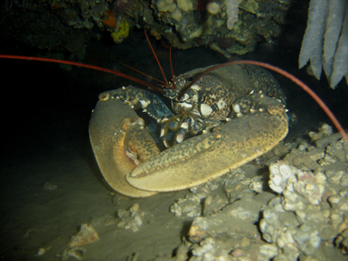 Aunque es una especie muy escasa, debido a su alto valor económico, con suerte aún pueden observarse algunos ejemplares de bogavante (Homarus gammarus) refugiados en el interior de las cuevas.