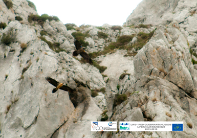 El quebrantahuesos situado más arriba en la fotografía es Deva, la hembra subadulta reintroducida en 2010 en Picos de Europa. En la imagen, de finales del pasado invierno, vuela junto al macho con el que se ha emparejado (foto: FCQ).