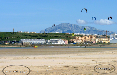 Varios correlimos tridáctilos, marcados con círculos, han sido desplazados fuera de la zona inundada dentro del Paraje Natural de la playa de Los Lances (Tarifa, Cádiz) por la actividad de los surfistas (foto: Andrés de la Cruz / Fundación Migres).