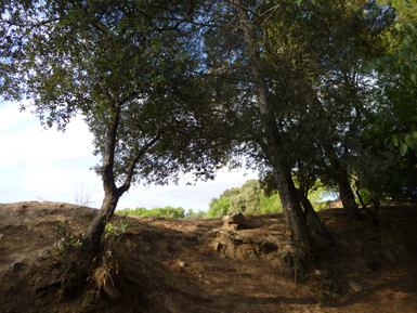Margen de bosque mediterráneo sometido a un exceso de pastoreo (foto: J.C. Guix).