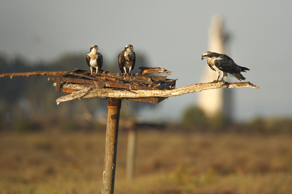 Tres águilas pescadoras jóvenes de origen alemán, reintroducidas en 2008 en las marismas del Odiel (Huelva), comparten uno de los cebaderos artificiales situados en la zona de suelta (foto: José Luis Ojeda).