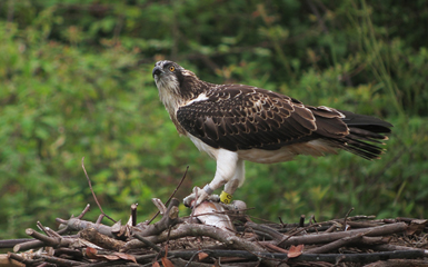 Hembra de águila pescadora se alimenta en un cebadero artificial de la Reserva de la Biosfera de Urdaibai (Vizcaya). Foto: Urdaibai Bird Center).