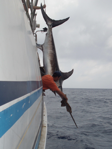 Ejemplar de pez espada (Xiphias gladius) izado a bordo de un barco palangrero. (foto: Miguel J. Cayuela