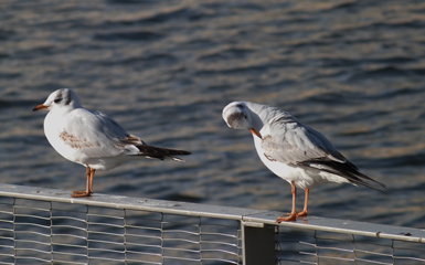 Ejemplares de primer invierno de gaviota reidora posados en una barandilla metálica (foto: Carlos Talabante).