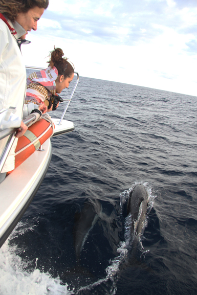 Dos turistas observan a varios delfines comunes que nada en paralelo al barco (foto: Gorka Ocio)