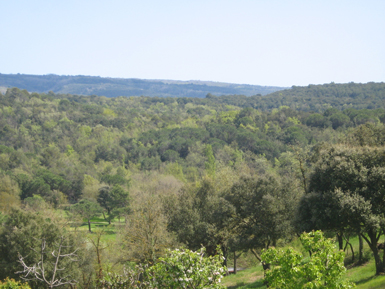 Bosque mediterráneo con diversidad de especies. Este tipo de hábitat forestal es más productivo que los monocultivos (foto: Obra Social La Caixa).