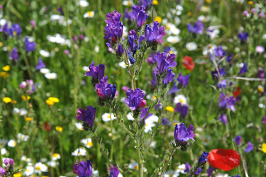 La viborera (Echium vulgare) es una destacada planta melífera, capaz de atraer a numerosos insectos gracias al llamativo color de sus flores y al alto contenido en néctar que atesoran.