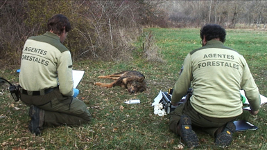 Dos agentes forestales proceden al levantamiento del cadáver de un lobo en la Comunidad de Madrid (foto: José Antonio Vallejo).