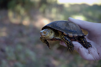 Galápago europeo capturado en su hábitat de la provincia de Málaga. Esta población ha sorprendido por su singularidad genética (foto: Jesús Duarte).