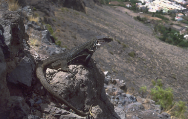 Lagarto de La Gomera en su hábitat. Al fondo y a la derecha se divisa un sector urbanizado del municipio de Valle Gran Rey (La Gomera). Foto: Jim Pether.