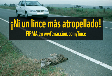 WWF España nos pide ayuda para atajar los atropellos de lince ibérico