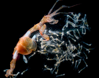 Hembra de Caprella scaura junto a la numerosa prole que acaba de emerger de su marsupio.