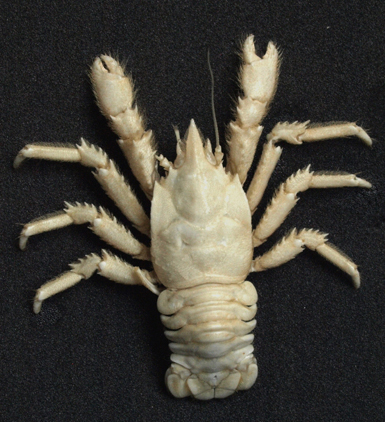 Munidopsis anaramosae, nueva especie de crustáceo localizado a mil metros de profundidad en aguas de Mauritania.
