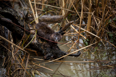 Un visón europeo procedente de cautividad observa desde el interior de la cobertura vegetal de la orilla de un río navarro (foto: Eduardo Berián).