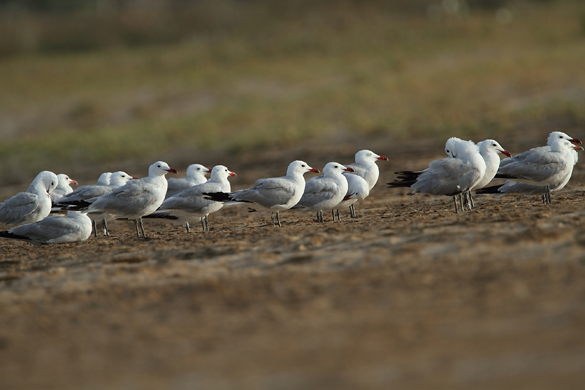 Bando de gaviotas de Audouin posado en una playa (foto: Ángel Sánchez).
