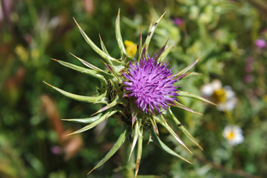 Las grandes inflorescencias del cardo mariano (Silybum marianum) son un excelente reclamo para los abundantes insectos que participan en su polinización.