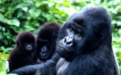 El Parque Nacional de Virunga, en la República Democrática del Congo, acoge una cuarta parte de la población mundial de gorila de montaña (foto: WWF).