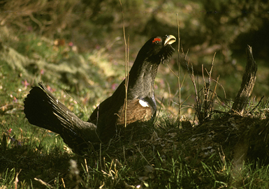 Macho salvaje de urogallo cantábrico fotografiado en su hábitat natural, un abedular del Alto Sil, al noroeste de la provincia de León (foto: Luis Fernández / ACU)