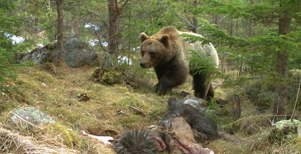 Oso pardo fotografiado con una cámara automática en Suecia, junto a una carroña de alce (foto: Scandinavian Brown Bear Project y A. Ordiz).