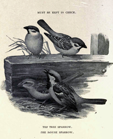 Gorriones (ilustración de T. Csörgey en Birds useful and birds harmful, de O. Herman y J.A. Owen, 1909).