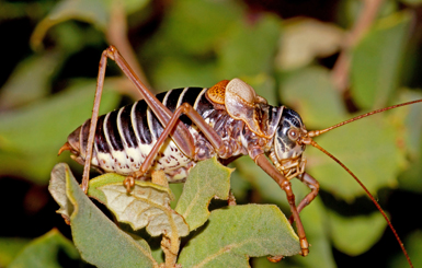 El primer macho de somereta de Montsant localizado por los autores en 2012. Es muy conspicuo el patrón de manchas negras de la cabeza, que señalan los fuertemente esclerotizados puntos de inserción de los músculos (foto: Beate y Hans Klaus Pfau).