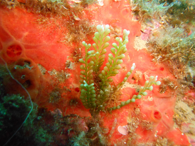 Un ejemplar del alga invasora Caulerpa racemosa crece sobre una esponja autóctona de la especie Spirastrella cunctatrix. La foto fue tomada en aguas de cabo Tiñoso (Cartagena, Murcia) el pasado 8 de abril.