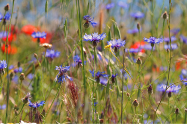 Las flores azules del aciano (Centaurea cyanus) dan el contrapunto al rojo de las amapolas en los campos de cereal.