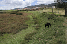 Sobrepastoreo del ganado, uno de los principales impactos en el humedal de Los Patos, en el municipio colombiano de Tocancipá (foto: Eduardo Soler).