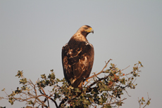 Águila imperial posada en una encina. El impacto del diclofenaco sobre las rapaces del género Aquila preocupa a los especialistas (foto: Ángel Sánchez).