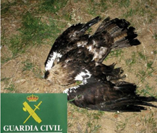 Cadáver de una de las seis águilas imperiales que murieron envenenadas en La Encomienda de Mudela (Ciudad Real). Foto: Guardia Civil.