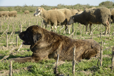 Mastín con ovejas en Carrizo de la Ribera (León). Foto: Antonio Pulido.