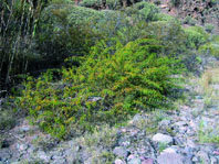 Las plantas exóticas 
e invasoras de 
las islas Canarias