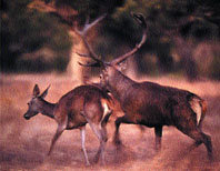 Estrategias de apareamiento y selección sexual del 
ciervo en Doñana