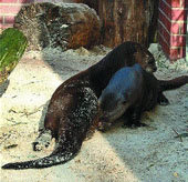 Redescubiertas
 nutrias gigantes 
del Amazonas en Bolivia