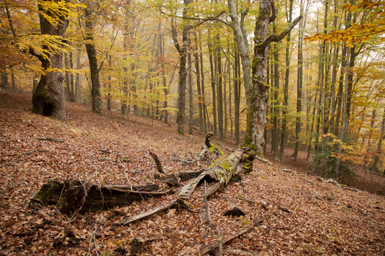 Ladera en otoño del Hayedo de Montejo (Madrid). Foto: Ignacio Úbeda