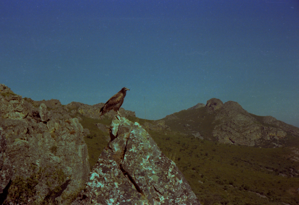 Alimoche joven fotografiado en 1978 en la Sierra Grande de Hornachos (Badajoz). Foto: Francisco Gragera.