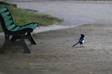 Una urraca posada en el suelo en un parque urbano (foto: Pierre Selim / Wiki Commons).