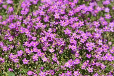 Llamativo tapiz de arenarias rojas (Spergularia rubra) en plena floración.