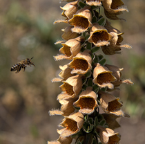 Una abeja melífera vuela en dirección a unas flores de Digitalis laevigata (foto: C. T. Johansson / Wiki Commons).
