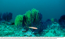 Un pez doncella (Coris julis) pasa junto a varias gorgonias de la especie Paramuricea clavata en una zona de fondos marinos del este del Parque Nacional de Cabrera (foto: Oceana).