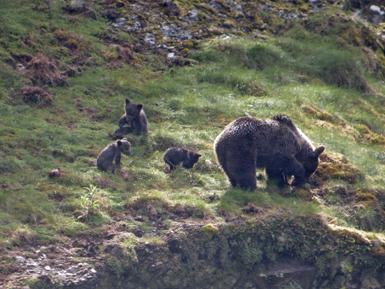 Una de las treinta osas con crías censadas en la cordillera Cantábrica. Esta hembra y sus tres oseznos pertenecen a la subpoblación occidental (foto: FOP).