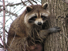 Hembra de mapache encaramada a un árbol. Este pequeño carnívoro de origen americano se ha asentado en numerosos espacios naturales españoles (foto: Gordon Robertson / Wiki Commons)