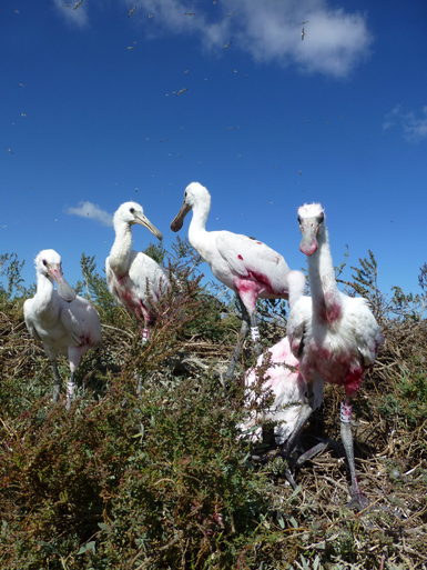 Pollos de espátula recién marcados en la bahía de Cádiz (foto: Rafael Serra).