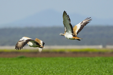 Dos machos de avutarda en vuelo en la ZEPA Campiñas de Sevilla, una de las cuatro zonas de actuación del LIFE “Esteparias Andalucía” (foto: Juan Manuel Delgado).
