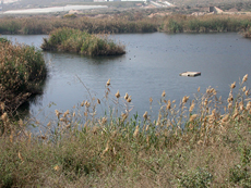 La Charca de las Moreras, en el término municipal de Mazarrón, es uno de los más de setenta humedales murcianos donde se realiza el censo de aves acuáticas invernantes (foto: Antonio Fernández-Caro).