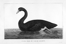 Lámina que tal vez sea la primera representación impresa del cisne negro australiano (Cygnus atratus), aparecida en el atlas que acompañó a la obra de Jacques Labillardière Relation du voyage à la recherche de La Pérouse (1800).