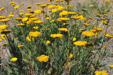 La espectacular floración de la milenrama dorada (Achillea filipendulina) le ha valido a esta hierba asiática un puesto destacado entre las plantas ornamentales de uso habitual en España (foto: J. Ramón Gómez).