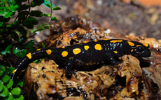 Una salamandra de los Beni Snassen en las instalaciones habilitadas para criar en cautividad a este anfibio (foto: D. Escoriza).